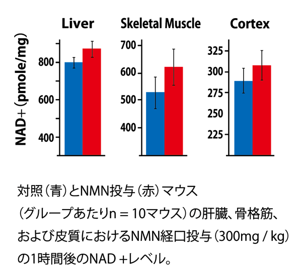 対照（青）とNMN投与（赤）マウス（グループあたりn=10マウス）の肝臓、骨格筋、および皮膚におけるNMN経口投与（300mg/kg）の1時間後のNAD+レベル